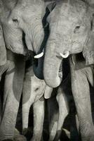 en stänga upp av ett elefant besättning foto