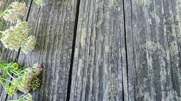gammal rustik träyta med löv. brädor för bakgrund foto