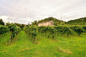 en vingård med grön gräs och vinstockar foto