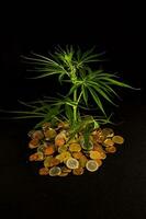 en marijuana växt omgiven förbi mynt foto