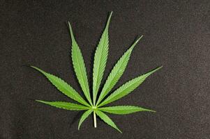 en marijuana växt foto