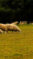 flock av ullig får på en landsbygden bruka foto