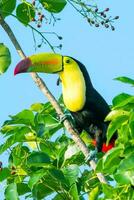 tucan fågel uppflugen djur- fjädrar foto