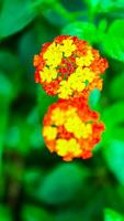 orange vild blomma i de trädgård, röd och gul blomma fält med bullerd bakgrund, friskhet färgrik blommor av trasa av guld, häck blomma, lantana, gråtande lantana.lantana orange och röd blommor foto