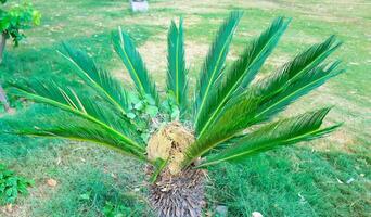 färsk grön handflatan träd i natur trädgård.fullvuxen träd cycas revoluta också kallad sago handflatan, kung sago, sago cycad, japansk sago palm, grön löv av en ung handflatan träd i de parkera på en solig dag foto