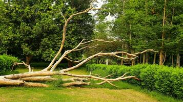 fallen träd i de trän på en blå molnig sommar dag. Foto tagen augusti 12:e, 2023, punjab,pakistan.a fallen träd i skog blockerad sätt, vild skog landskap med fallen träd i sommar.