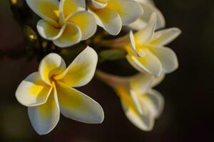 Fantastisk doftande blommar från en plumeria buske i en tillflykt foto