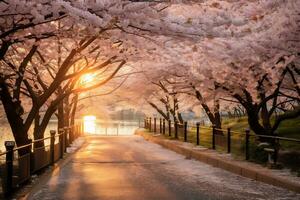 körsbär blomma parkera under solnedgång ai generativ foto