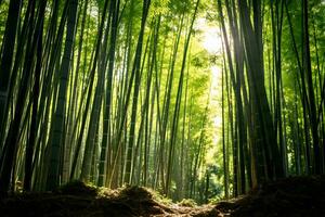 ljus solljus filtrering genom bambu skog ai generativ foto
