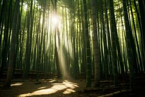 ljus solljus filtrering genom bambu skog ai generativ foto