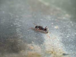 en små myra på en cement vägg yta foto