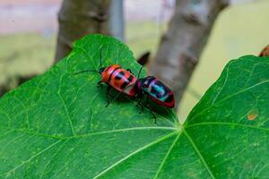 närbild av juvel insekt skalbaggar eller chrysocoris stollii foto