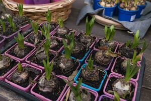 lökar och färsk groddar av hyacint blommor i plast behållare av annorlunda färger i blomma affär. uppköp vår växter för plantering blommor i kastruller inomhus- eller för blomma säng. mjuk, selektiv fokus foto