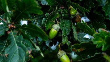 detaljerad makro skott av europeisk ek blad och ekollon foto