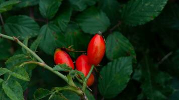 makro skott av mogen reste sig höfter i natur foto