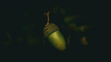 detaljerad makro skott av europeisk ek blad och ekollon foto