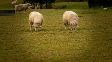 flock av ullig får på en landsbygden bruka foto