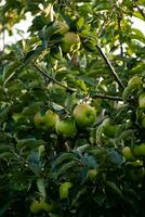 gröna äpplen på trädgren foto