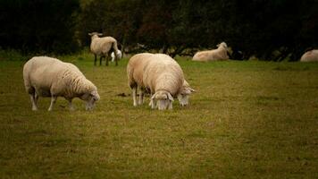 flock av ullig får på en landsbygden bruka foto