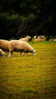 flock av ullig får på en landsbygden bruka foto