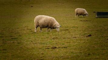 flock av ullig får på en landsbygden bruka foto