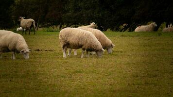 flock av ullig får på en landsbygden bruka foto