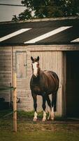 kastanj skönhet närbild av en fantastisk häst foto