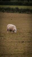 flock av ullig får på en landsbygden bruka foto