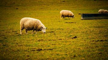 flock av ullig får på en landsbygden bruka foto