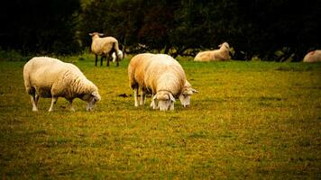 flock av ullig får på en landsbygden bruka foto