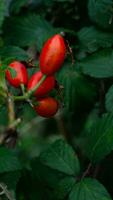 makro skott av mogen reste sig höfter i natur foto