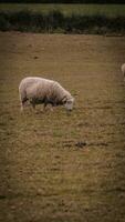 flock av ullig får på en landsbygden bruka foto