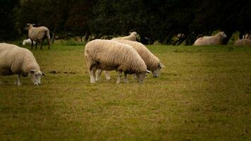 flock av ullig får på en landsbygden bruka foto