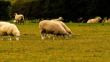 flock av ullig får på en landsbygden bruka foto