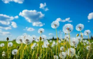 mot en vibrerande blå himmel med fluffig vit moln, en fält av maskrosor står lång. ai generativ foto