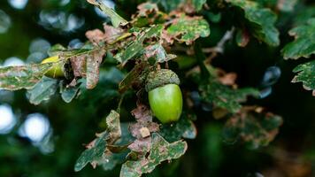 detaljerad makro skott av europeisk ek blad och ekollon foto