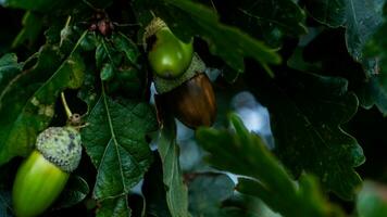 detaljerad makro skott av europeisk ek blad och ekollon foto