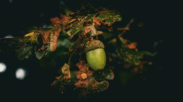 detaljerad makro skott av europeisk ek blad och ekollon foto