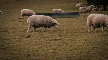 flock av ullig får på en landsbygden bruka foto