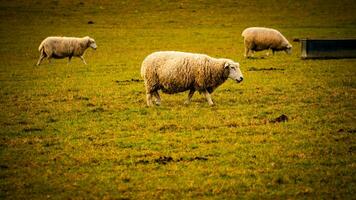 naturskön se av en flock av ullig får spridd tvärs över en pittoresk landsbygden odla. detta bild ställer ut de harmoni mellan natur och lantbruk. foto