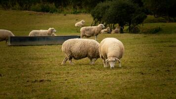 flock av ullig får på en landsbygden bruka foto