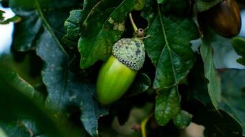 detaljerad makro skott av europeisk ek blad och ekollon foto