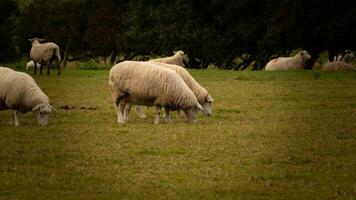 flock av ullig får på en landsbygden bruka foto