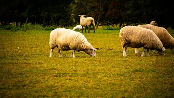 flock av ullig får på en landsbygden bruka foto