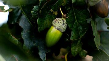 detaljerad makro skott av europeisk ek blad och ekollon foto