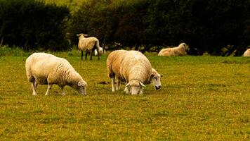 flock av ullig får på en landsbygden bruka foto