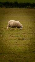 flock av ullig får på en landsbygden bruka foto