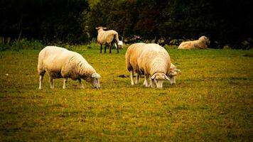 flock av ullig får på en landsbygden bruka foto