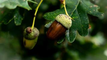 detaljerad makro skott av europeisk ek blad och ekollon foto