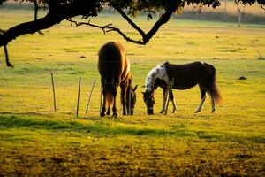 hästar i fält på solnedgång soluppgång foto